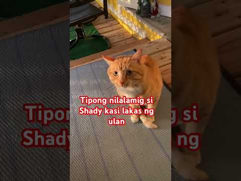 Tipong nilalamig si Shady  kasi lakas ng ulan #shorts