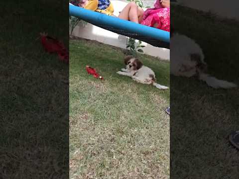 Oreo is rock🐕#shorts #minivlog #viral #pets #doglife #dogshorts #puppy #shortvideo #ytshorts