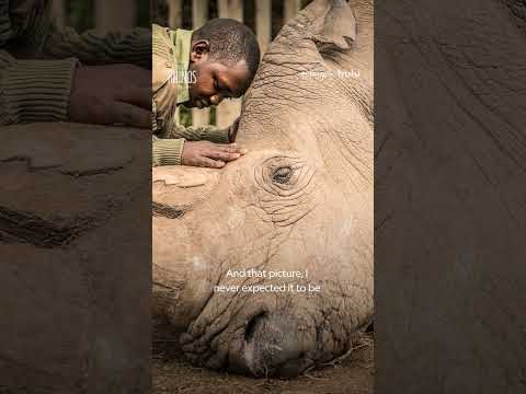 Death of the last male northern white rhino was a sobering moment 🦏 #TheLastRhinosANewHope