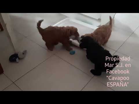Cavapoo ESPAÑA