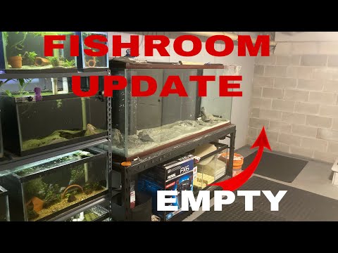 A UPDATE ON THE FISH ROOM PART.4 The ups and downs of a fish room from 14 tanks down to 9 and only 7 being used. Don’t know what wi