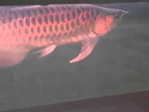 Red Dragon Arowana Amazing Color... this video doesn't do it justice 

Video from AQUARAMA 2011 - 12th International Or