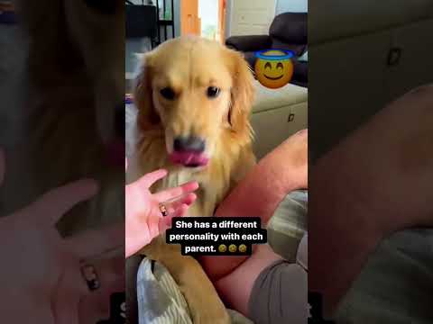 Funny and cute dogs compilation#funnydogs#cute#doglover#doglife#cure#dogshorts#pet#doglife