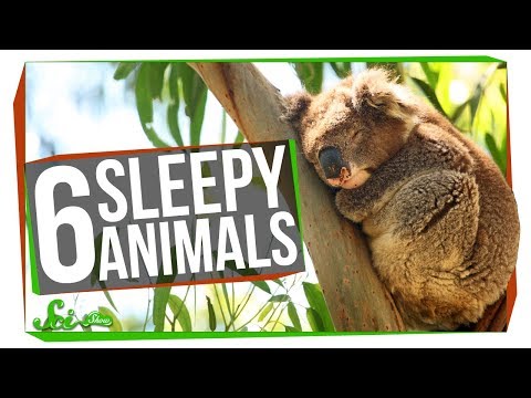 5 Animals That Sleep Too Much (and One That Might Not Need To)