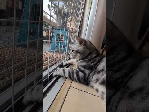 猫の動画サムネイル - アメショーのラッテ＃アメリカンショートヘア＃アメショ #猫との暮らし #猫と暮らす家＃猫#cat