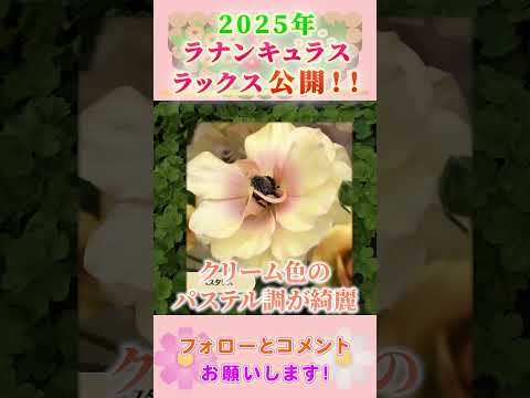 ラナンキュラス ラックスの紹介 by 園芸チャンネル 832 #園芸 #ガーデニング #初心者