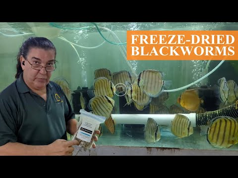 One of my favorite ways to feed Discus Looking for an easy, low-maintenance way to feed your discus fish? Look no further because freeze-dr