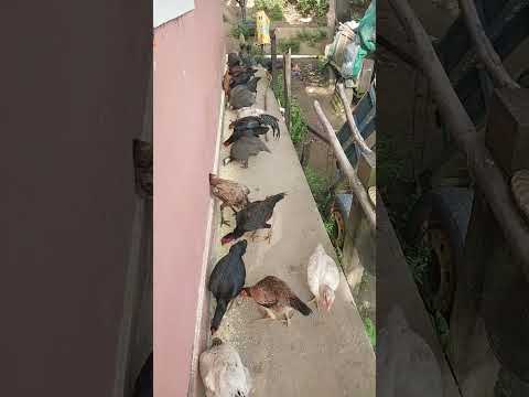 Bom dia🫡🫡🐤🐓🐓🐓🐔oia as tropas 😅