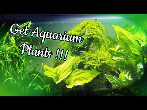 MUST WATCH before getting AQUARIUM PLANTS !!! Aquatic plants are not only really nice looking in the aquarium, they are also serving several very 