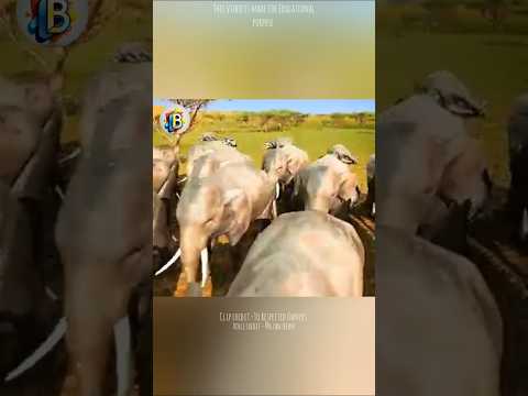 Elephants are killed for their Teeth. 🐘😱 #facts #shorts #viralvideo