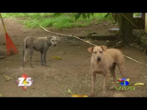 Fundación Ecoportal ayuda a los animales - Zona 5