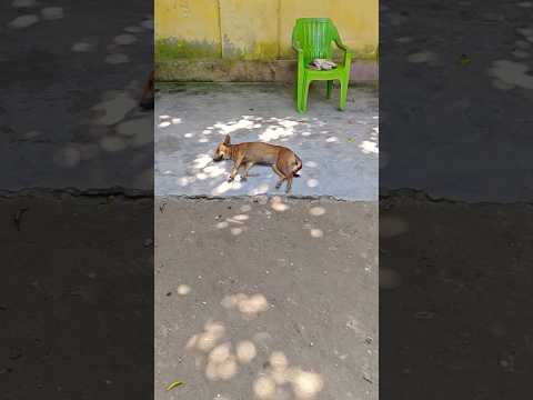Cat And Dog Relaxing Outdoor #cat #dog #relaxing