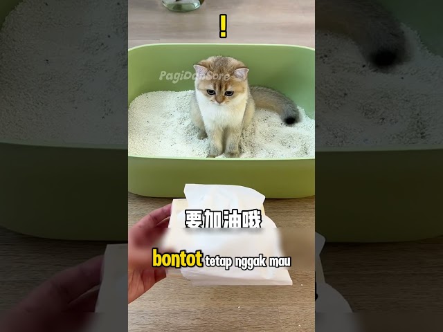 Bontot Makan Headset Milik Babu 😂 #shorts #kucing