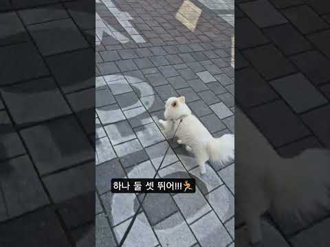 #shorts #포메라니안 #cute #puppy #텐션업#뛰어#블랙핑크