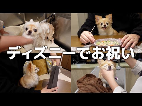 過去最高！東京ディズニーリゾート(R)オフィシャルホテルで愛犬の誕生日を全力でお祝いしてみた！