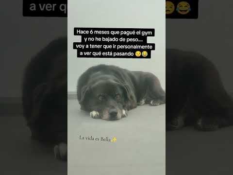 Tengo que ir al gym🏋🏼‍♀️🤸🏼‍♀️#animalshorts #memesviral #humor #gym #gimnasio #cuotas #ejercicio