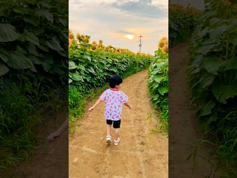 【ひまわりと僕】#sunflower #向日葵 #flowers #shorts #夏 #shorts #youtubeshorts サムネイル