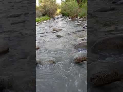 Kara-Koy is so beautiful and eye-catching. #cat #apt #funny #cute #catu