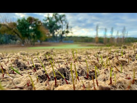 Day 7 Seeding Results // We Have Germination!!