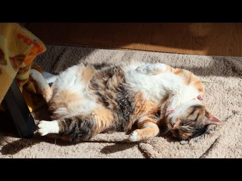 猫の動画サムネイル - 三毛子ヘソ天　250606