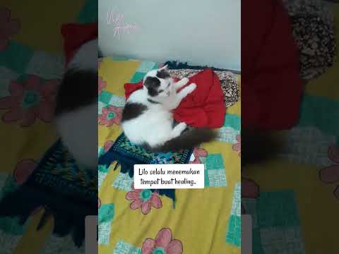 Shombong banget.. 😂 #shorts #cat #kucinglucu #funnycats #kucing