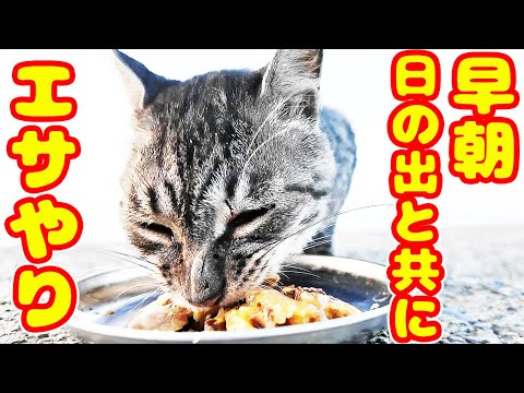 猛暑の前に午前４時に猫たちにご飯をあげると・・・ さくらねこたちへのエサやり 感動猫動画 癒され野良猫動画