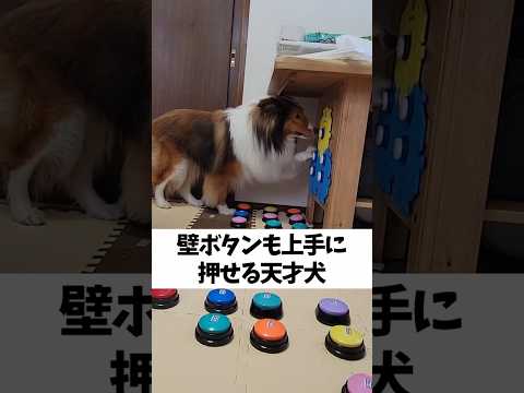 壁ボタンも上手に押せる天才犬【会話ボタンでしゃべる犬】 #shorts #犬