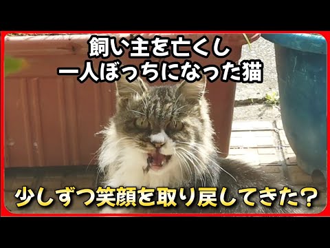 【ご主人を亡くした猫】倉庫から出て表で日向ぼっこを覚えたフワモコ姐御である。20251027、カラス&四つ足クインテット(仮)