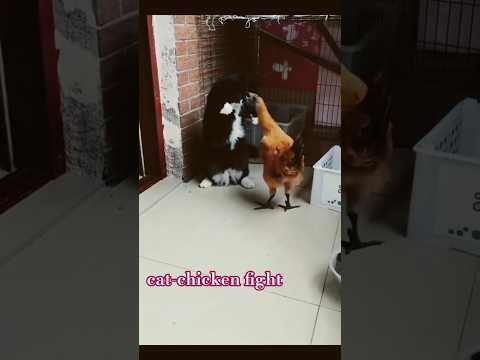 cat-chicken fight #cat #kitten #chicken #cute #journal