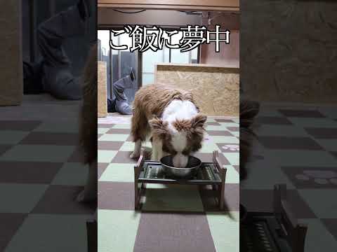食事中にパパが襲われた時のボーダーコリーがこちら…#shorts
