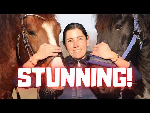 Wow! Absolutely Stunning🤩 True Photo Models! Rising Star⭐& Reintje❤️ But for what? | Friesian Horses