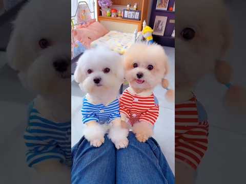 Cute dog. #shortsshorts #viralshort #viralvideo #funydog1010 #イラスト #イラストメイキング #usadogs #cutepuppy