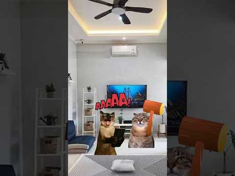 #meme#cat #kucing #funny #fypシ