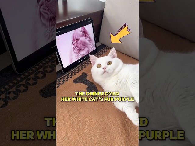 The owner dyed her white cat’s fur purple