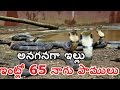 Exclusive Visuals of 62 King Cobras Found in House