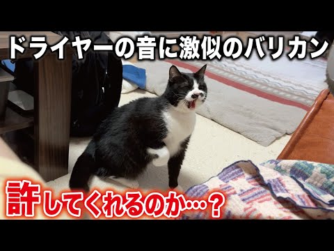 大のドライヤー嫌いの猫にバリカンを当てたら予想外の反応に‥！