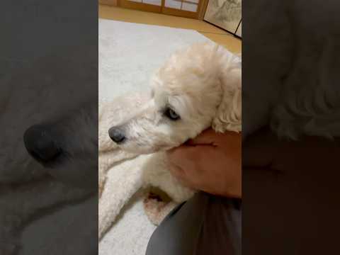 #short 今晩のタローちゃん　トイプードル　2025年8月1日 サムネイル