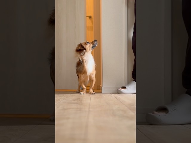 お風呂に入った飼い主が2階に現れたらパニックになった！