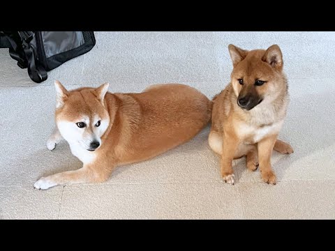 【不仲説浮上】多頭飼い３ヶ月目の柴犬と子犬の現状を正直にお伝えします...