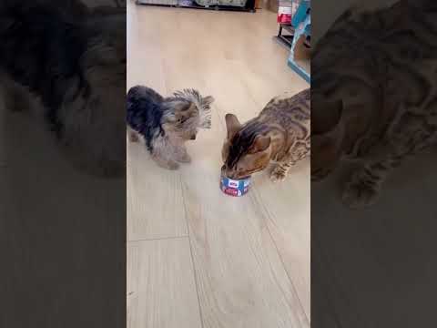 Top funny moments dogs and cats 🤣 #funny #cat #pets #laugher