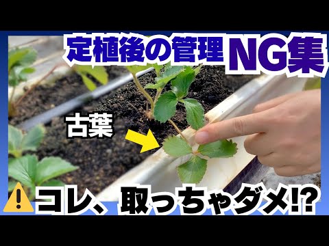 【いちご栽培】定植直後にやりがちな誤った管理について