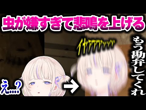 虫が嫌すぎて悲鳴を上げ癇癪を起こすばんちょーｗｗ【ホロライブ切り抜き/轟はじめ/P.T/ReGLOSS/DEV_IS】