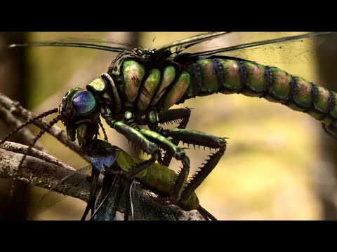 Les mondes perdus : qui a tué les insectes géants ?