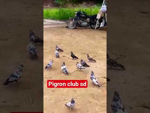 #bhaio saare hi high flayar kabutar h#rampury kalanch#