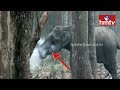 Smoking Elephant in Karnataka Forest Viral Video