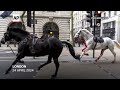 UK military horses injured after running loose in London make remarkable recovery - 00:37 min - News - Video