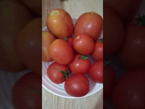 tomato#fruit #food #vegetabel