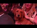 Dolly Partons Pet Gala Preview  - 01:36 min - News - Video