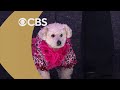 Dolly Partons Pet Gala Preview