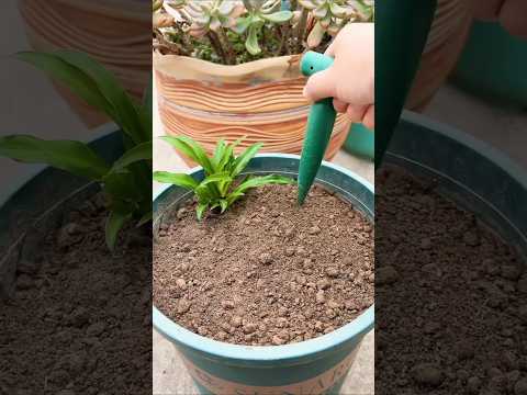 So easy spider plant flowers small propagation #shorts #plants #flowers #gardening